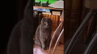 Кот охотится на меня пока я сплю #котэ