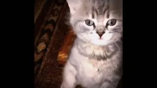 ❤#котик#сигма#стоит#lorax #человекпаук