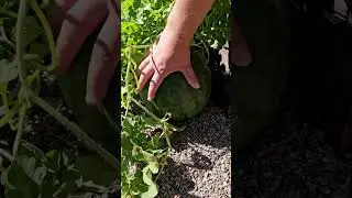 Watermelon on a trellis