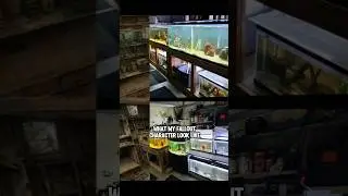 Fish Room FALLOUT! #shorts #fyp #foryou #fishtok
