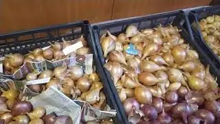 Остаток на весну 2023 лук шалот