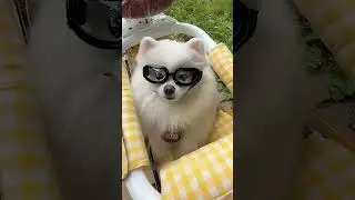 My dog got a gift! 🫶(Part 02)