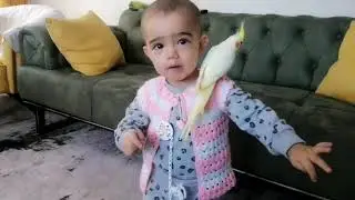 Sultan papağanı şakir ve ayperi hanım