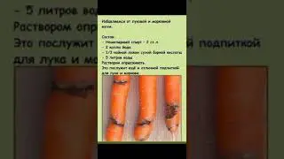 ОТ ЛУКОВОЙ И МОРКОВНОЙ МУХИ