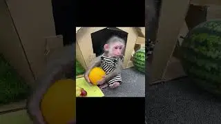 BiBi enjoys a fruit party on a watermelon truck (2)