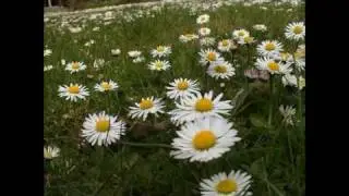 Gänseblümchen