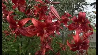 VLOG. Урожай наступает!