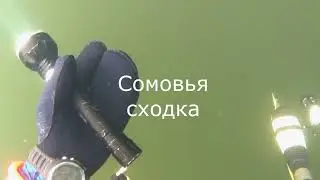Сомовья сходка