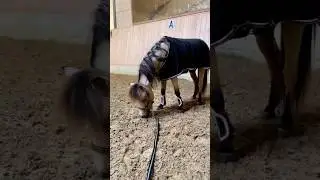 Pony Pony