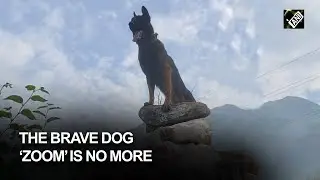 Indian Army assault Dog ‘Zoom’ passes away