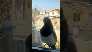 raven 🐦‍⬛