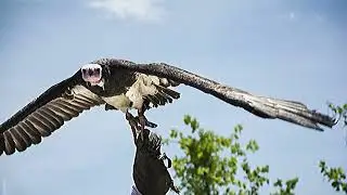Top 11 Most Incredible Bird Attacks For Daily Life