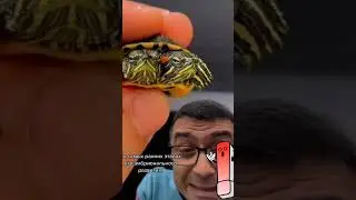 двухголовые черепахи существуют 😱😱😱 #рекомендации #приколы