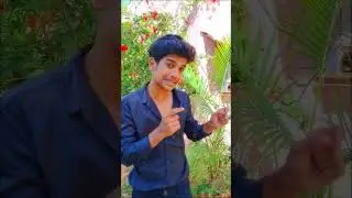 🥺DHANUSH FF GAMER IS BACK✨😨FINALLY🔥 *Road to 1M ika modhaledadama*❤️‍🔥 #dfg #shorts #short