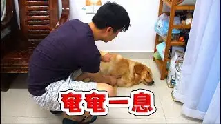 【国庆出去浪】主人回家发现地上血迹斑斑，还以为金毛出事了，结果没想到