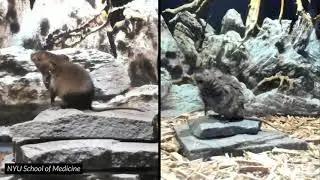 Two male singing mice belt out a duet | Science News