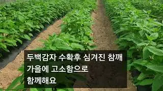두백감자 후작 토종참깨