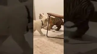 Lion Tiger Kid