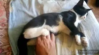 Кот вырос