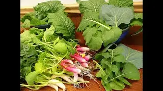 A Fresh GREEN Delcious Christmas!
