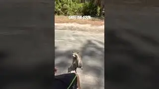 Greg the wild racoon  #wildlife #animals #racoons #everyone
