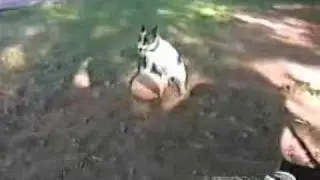 Funny home videos
