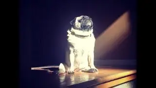 @DogSolutions: Dog Eternal