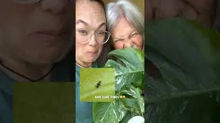 Mums Monstera update! (She will get some more good bugs against the thrips) #thrips #monstera
