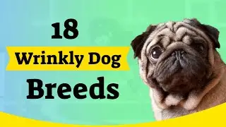 18 Adorable Dog  Breeds With Wrinkles [Dogs with Wrinkles]