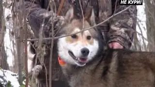 Hunting mink with the huskies. Hunting with Laika