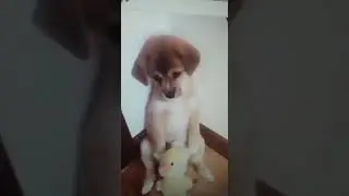 Бедный пёсик