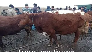 Гурлан мол бозори бугоз ва кисир гунажжинлар нархи 16 январь 2022