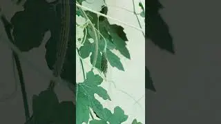 #viral #ytshorts #viralvideo #happygardening #planting #gardening #gardeningideas #terracegardening