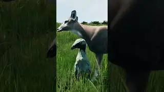 Aren't You A Deer! -The Isle Short