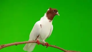 Green Screen: Brown Neck Pigeon |   Chroma Key Full 1080p HD