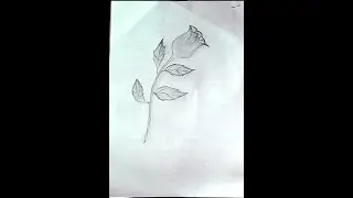 Flower pencil sketch 2021