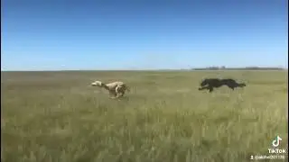 гонки собак