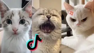 Funny Cat Vines Clean 2020 | Cat Tik Tok Compilation