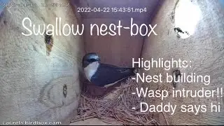 Tree Swallow Nest-box Nature Cam! Nest building/Wasp intruder!