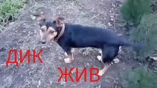 24 ноября 2023 г.ДИК ВЫЗДОРАВЛИВАЕТ.    