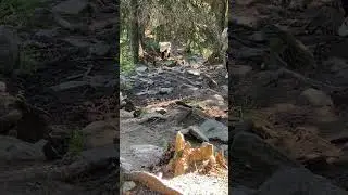 Подъем на Говерлу  15.07.2024. Маршрут из Лазещины/«Через Козьмещик»
