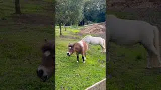 Olivas de Gramado no Rio Grande do Sul