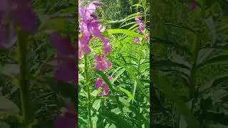 пчелы на Иван чай
