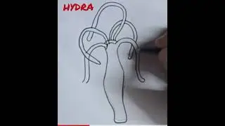 How to draw hydra easily