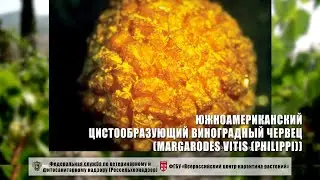 Южноамериканский цистообразующий виноградный червец (Margarodes vitis (Philippi))