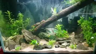 AFRICAN CICHLIDS | PEACOCK FRY | 4 WEEKS OLD |4k
