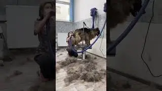 Груминг немецкой овчарки 😍 