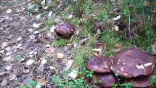 Боровой гриб 2018, поехали за медведем, а набрали грибов