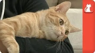 Kitten with an Enlarged Heart Jules - Tails of Survival