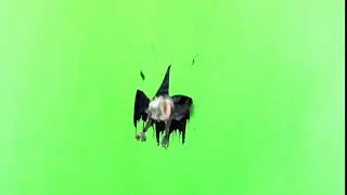 GREEN SCREEN FOOTAGE MONSTER ALIEN IN BODY